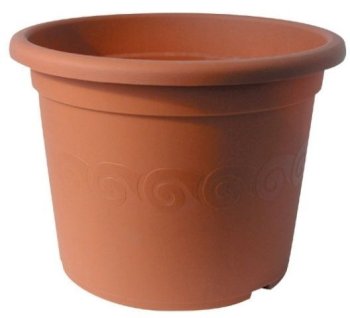 obal Narcis d50 T